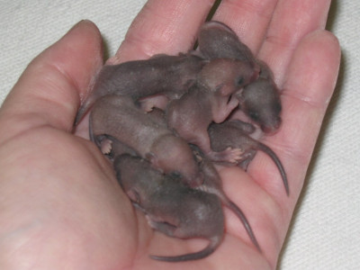 gevonden baby muizen in hand