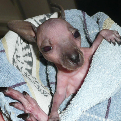 Baby kangoeroe wordt met de hand grootgebracht