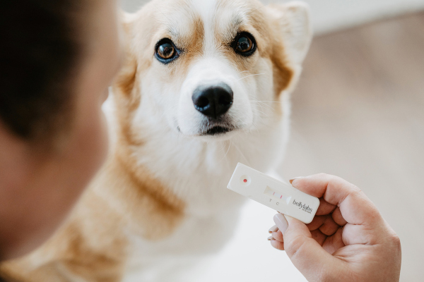 Hond met zwangerschapstest