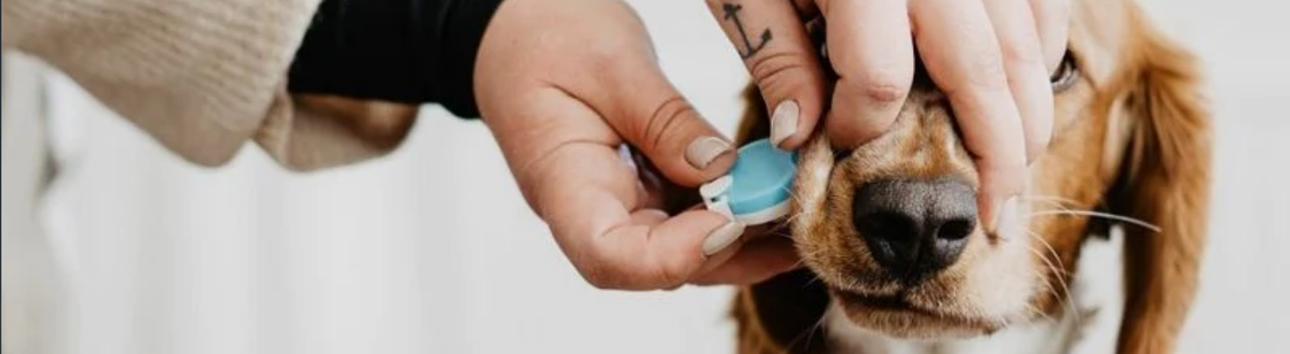 Bellylabs zwangerschapstest voor honden