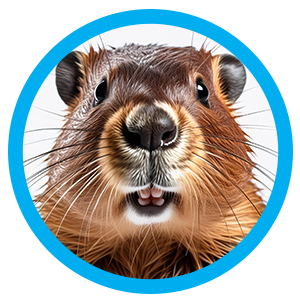 Bever