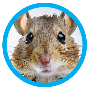 Gerbil met de hand grootbrengen