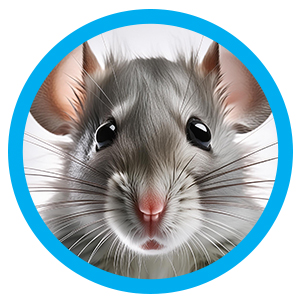 Muis met de hand grootbrengen