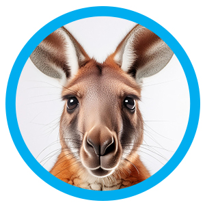 kangoeroe of wallaby met de hand grootbrengen