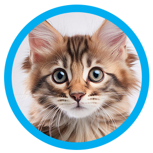 Kitten met de hand grootbrengen