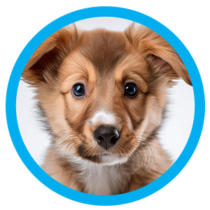 Puppy met de hand grootbrengen