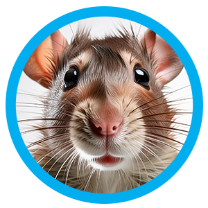 Rat met de hand grootbrengen