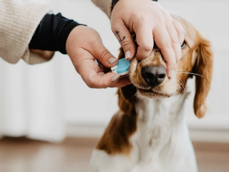 Bellylabs zwangerschapstest voor honden