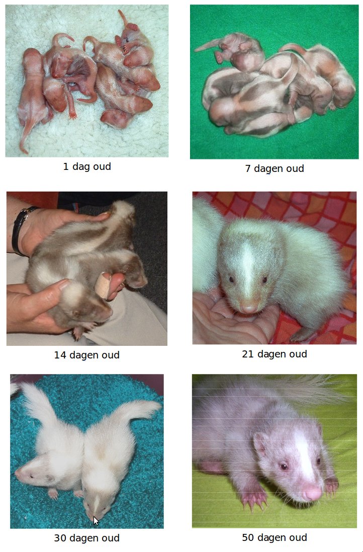 jonge stinkdieren van 1 tot 8 weken oud voor de leeftijdsbepaling