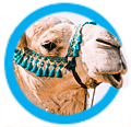 kameel en dromedaris