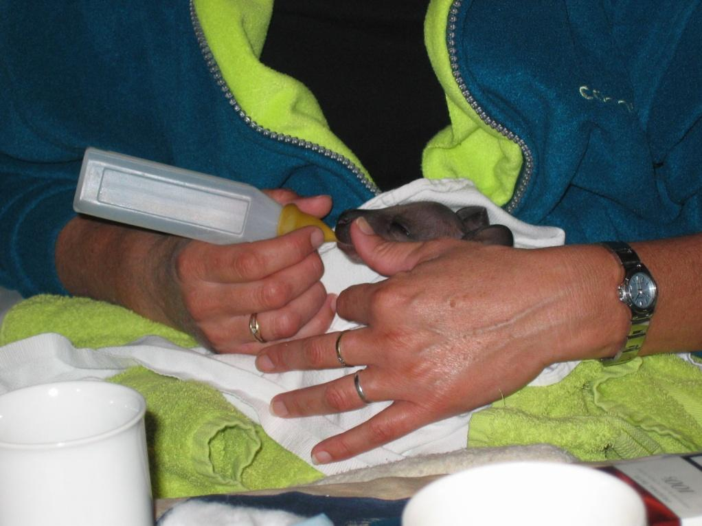 bottle feeding a baby kangaroo joey