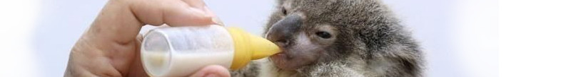 koala jong drinkt melk uit een flesje