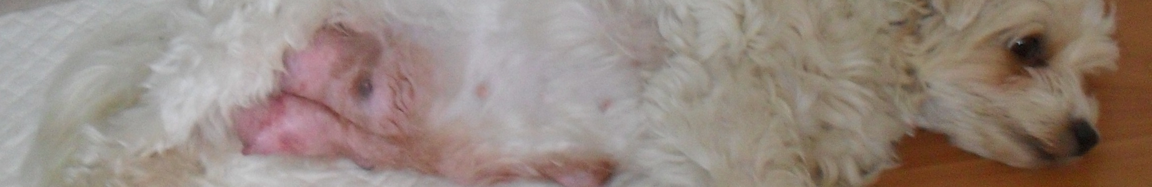 mastitis melkklierontsteking bij een hond