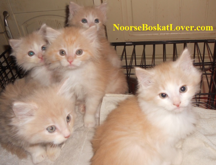 5 noorse boskat kittens