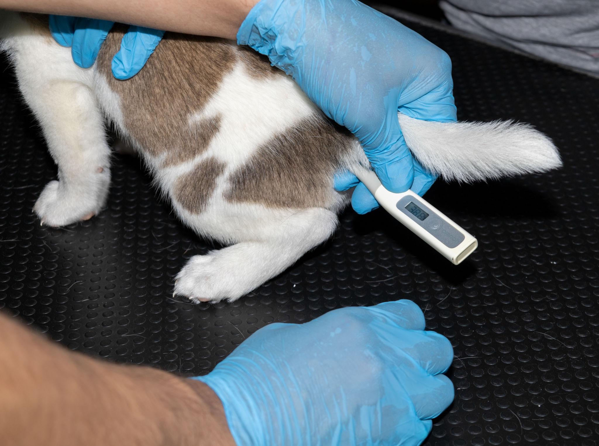Dierenarts meet rectale lichaamstemperatuur bij jonge pup om onderkoeling te controleren